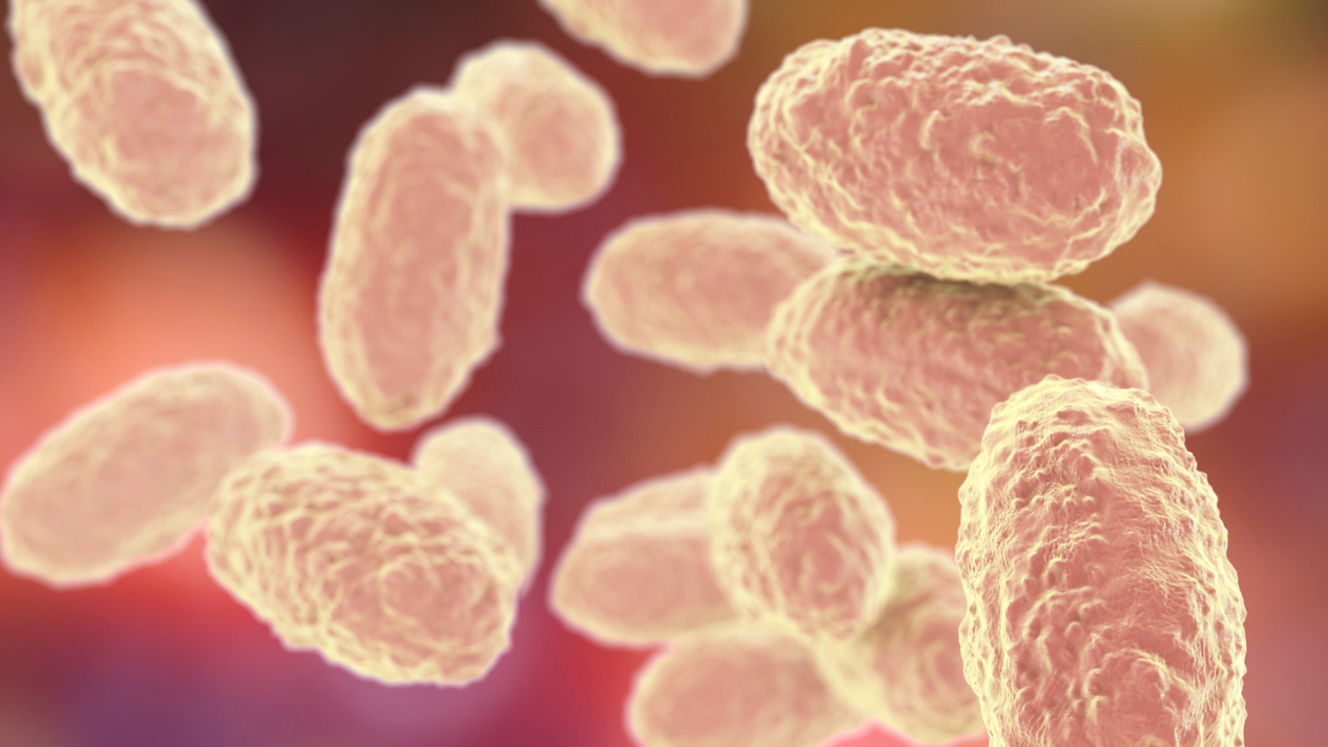 BACTERIA