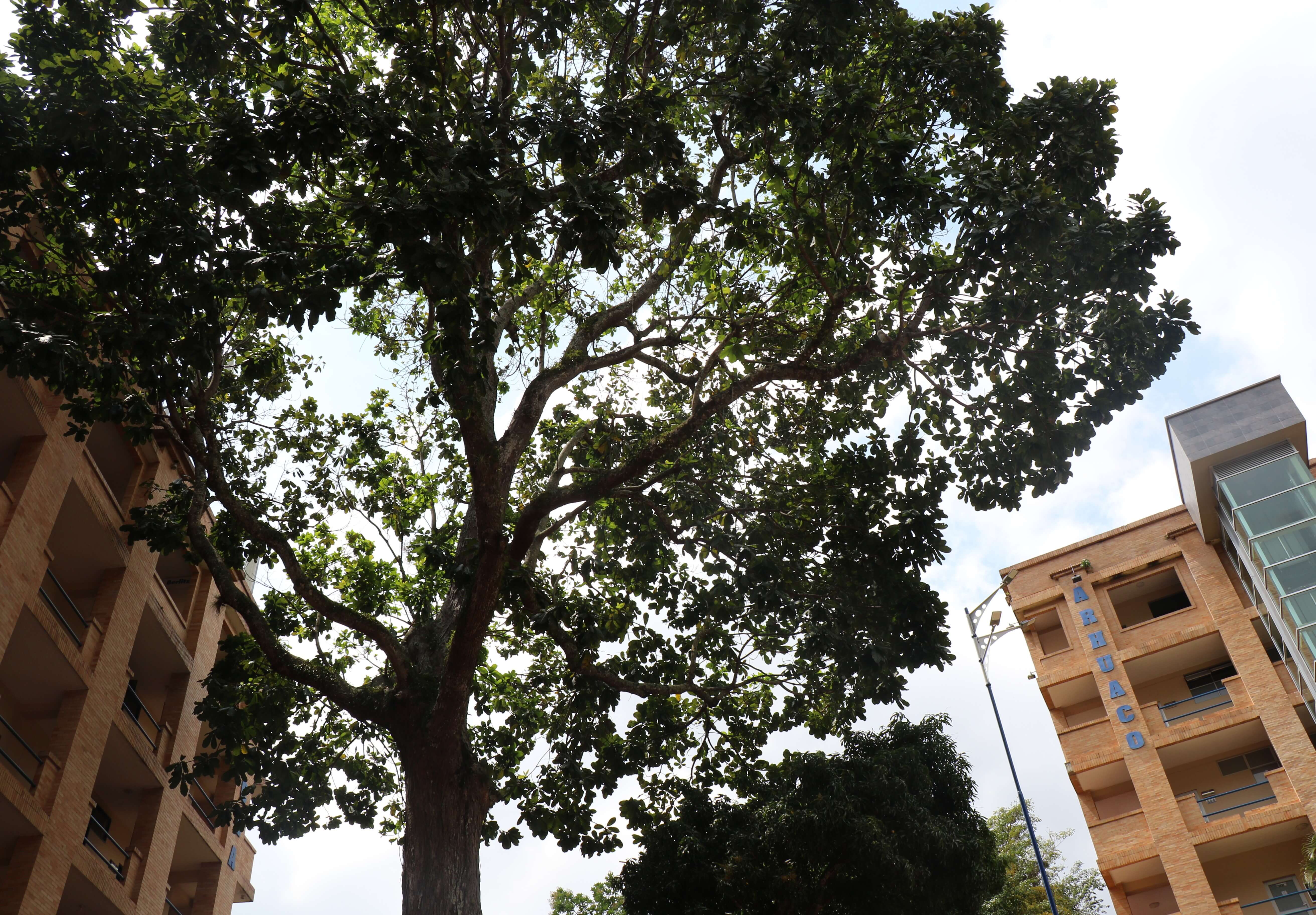 arbol caracoli bucaramanga udes