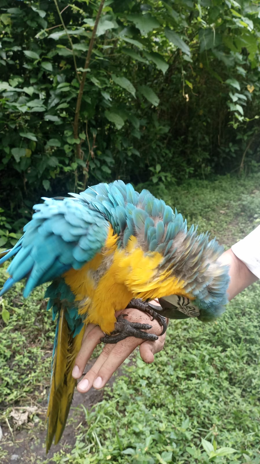 cianita guacamaya rescatada santander geologia udes