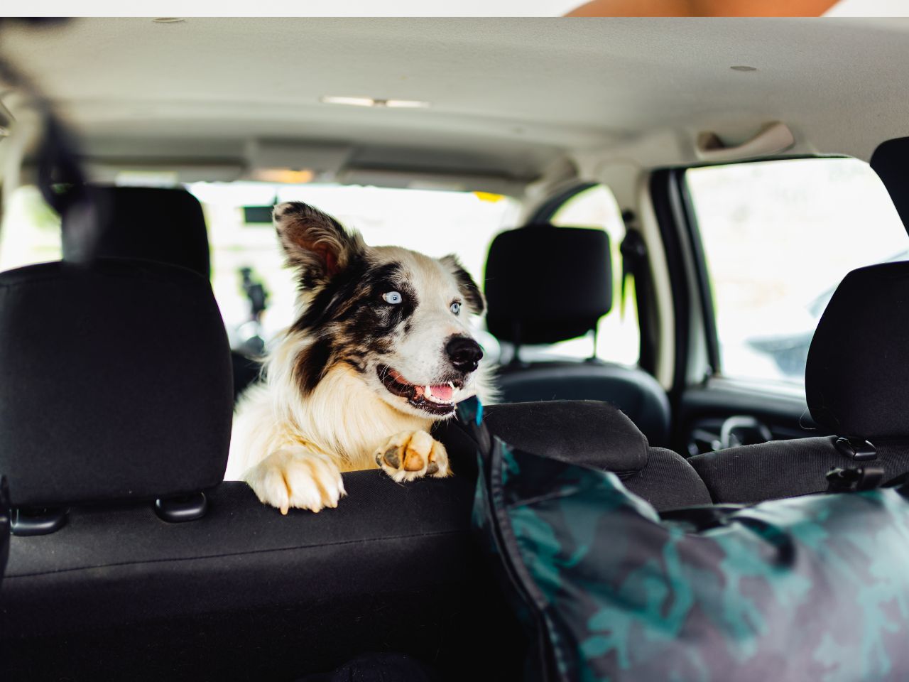 consejos para viajar con mascotas