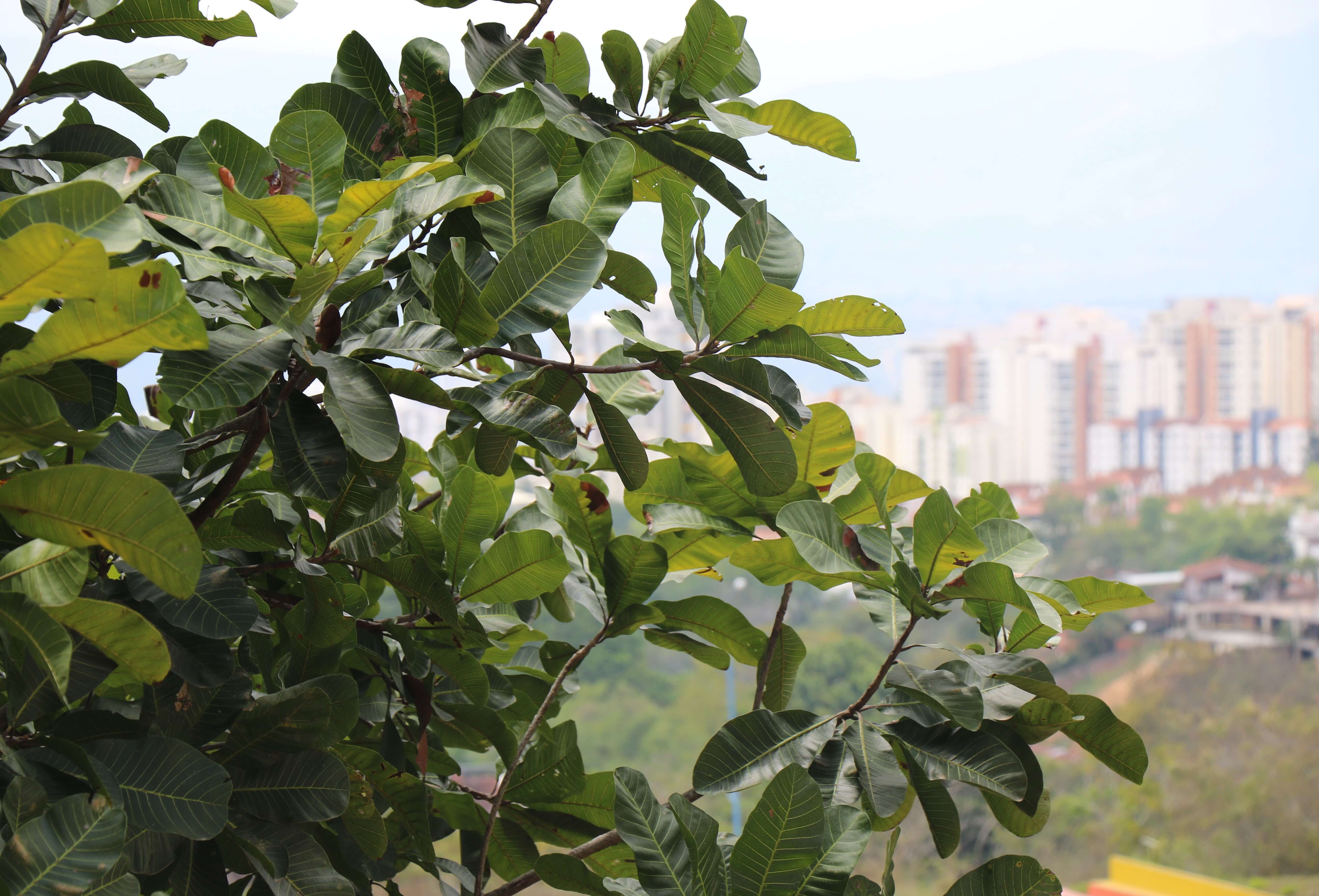 flora bucaramanga arbol caracoli