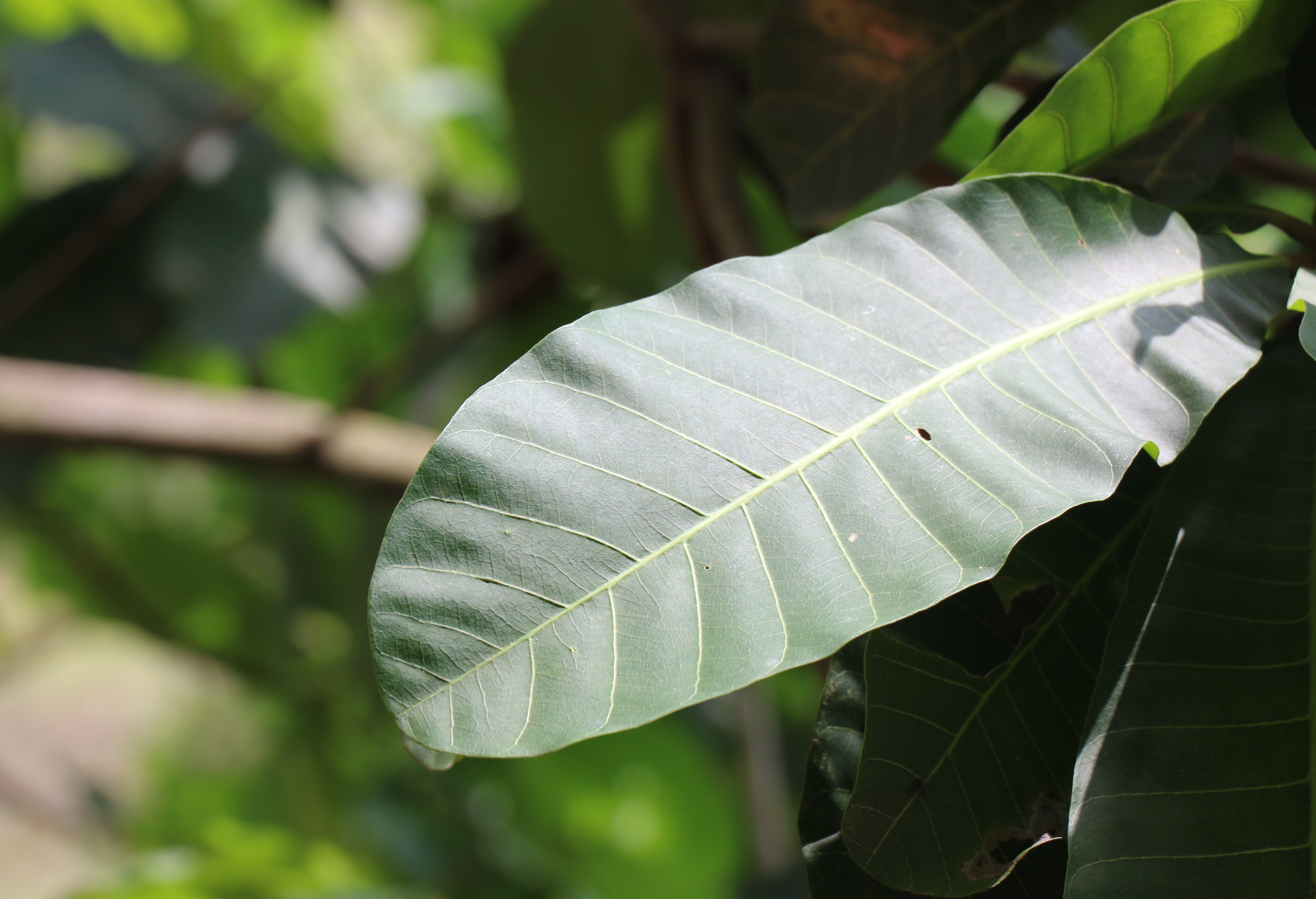 hoja arbol caracoli bucaramanga