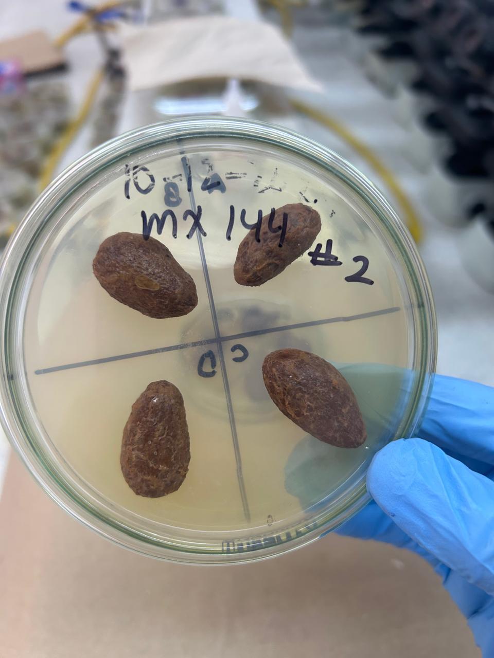 micotoxinas hongos cacao santander udes