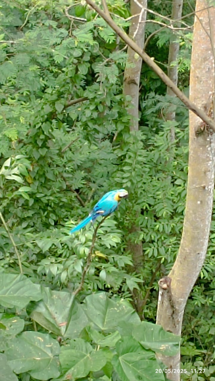 recate guacamaya santander udes