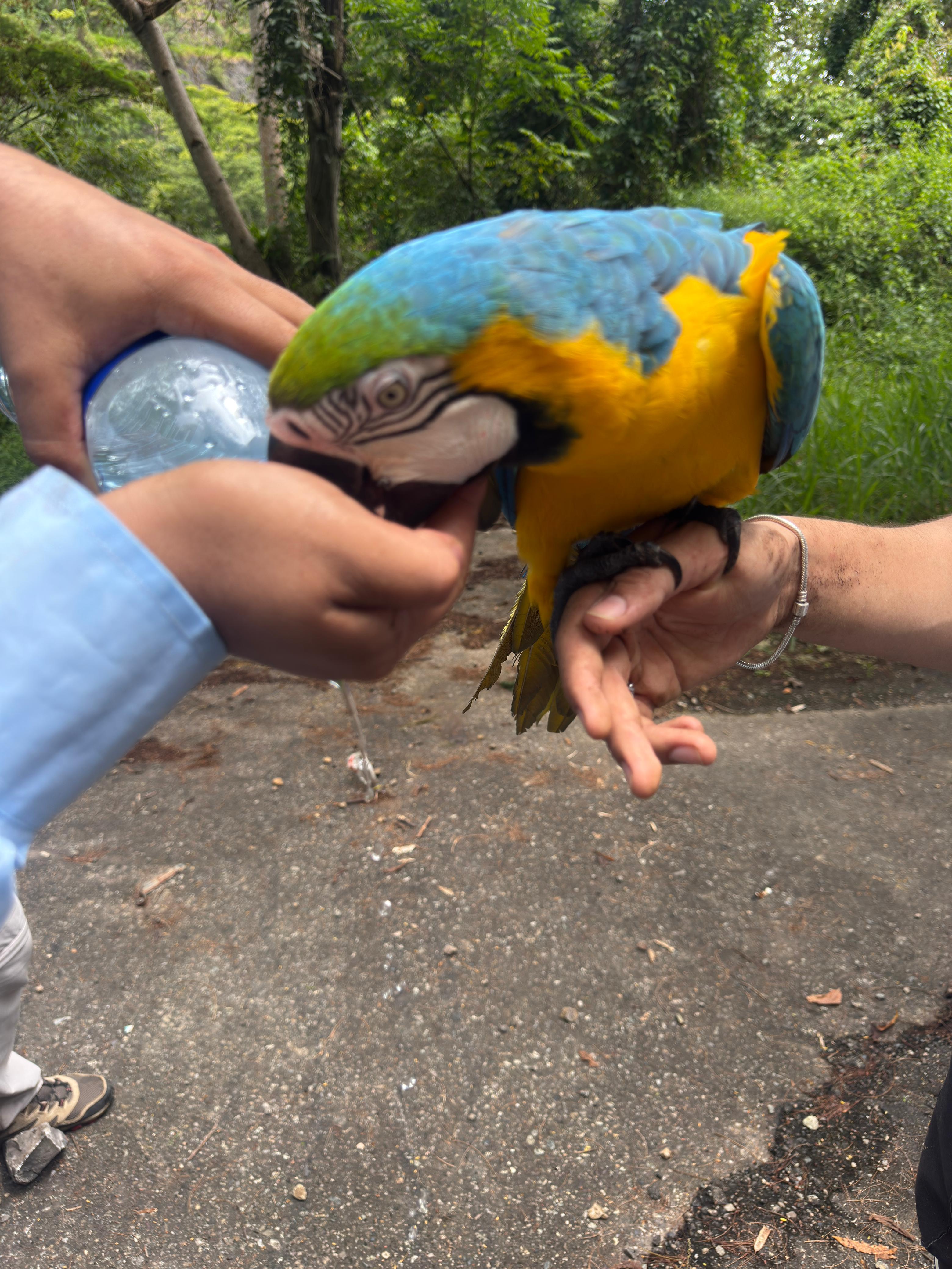 rescate guacamaya santander geologia udes