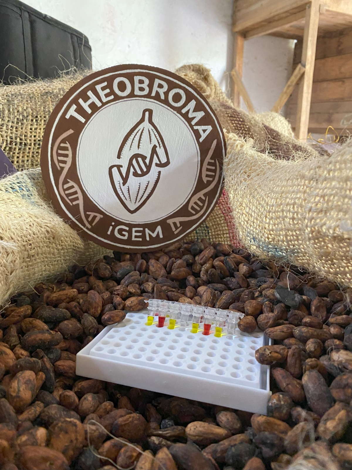 theobroma cacao hongos