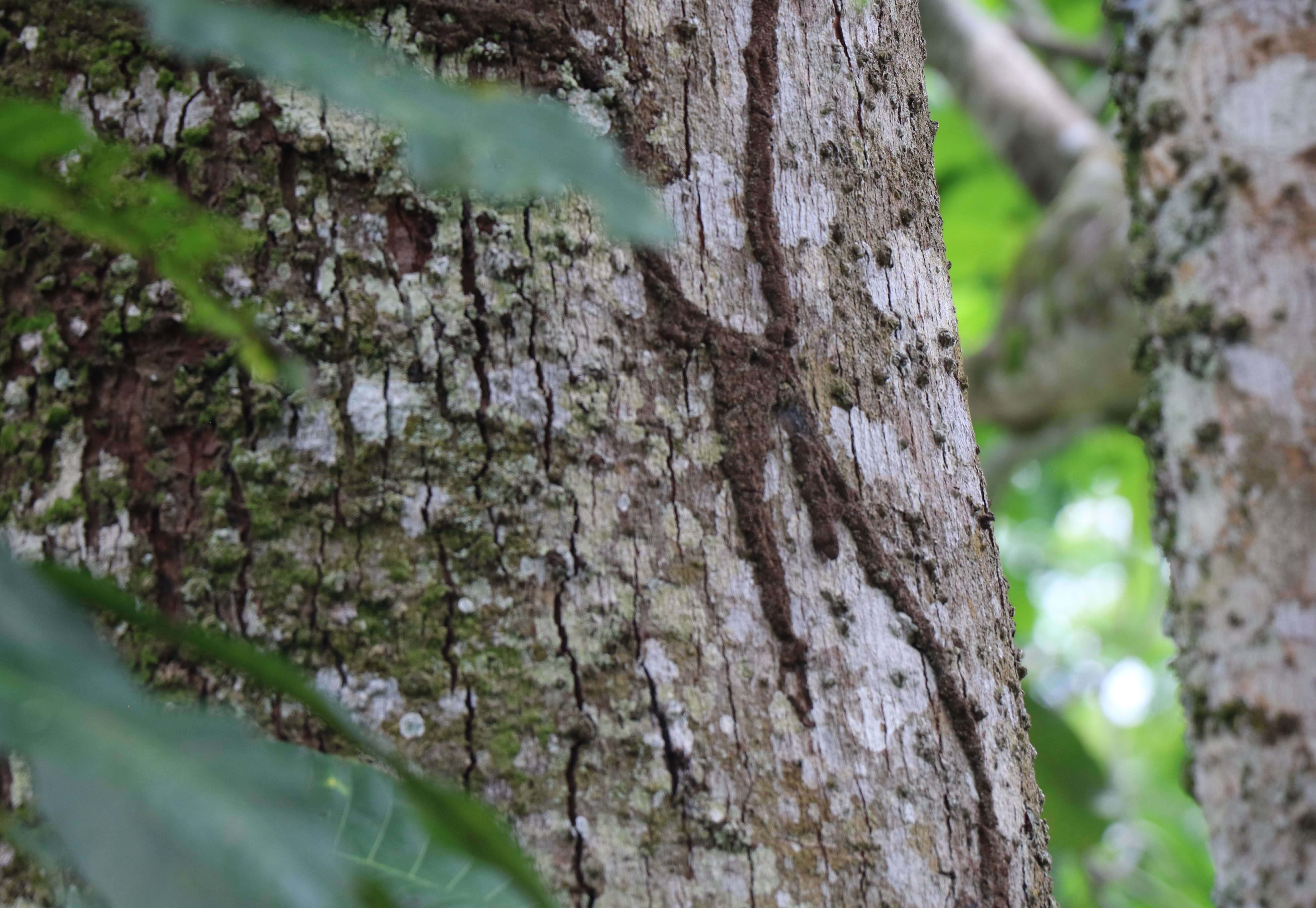 tronco arbol caracoli bucaramanga