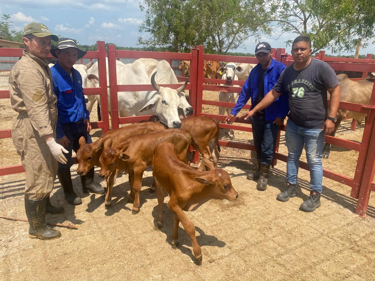 udes ganado chino santandereano