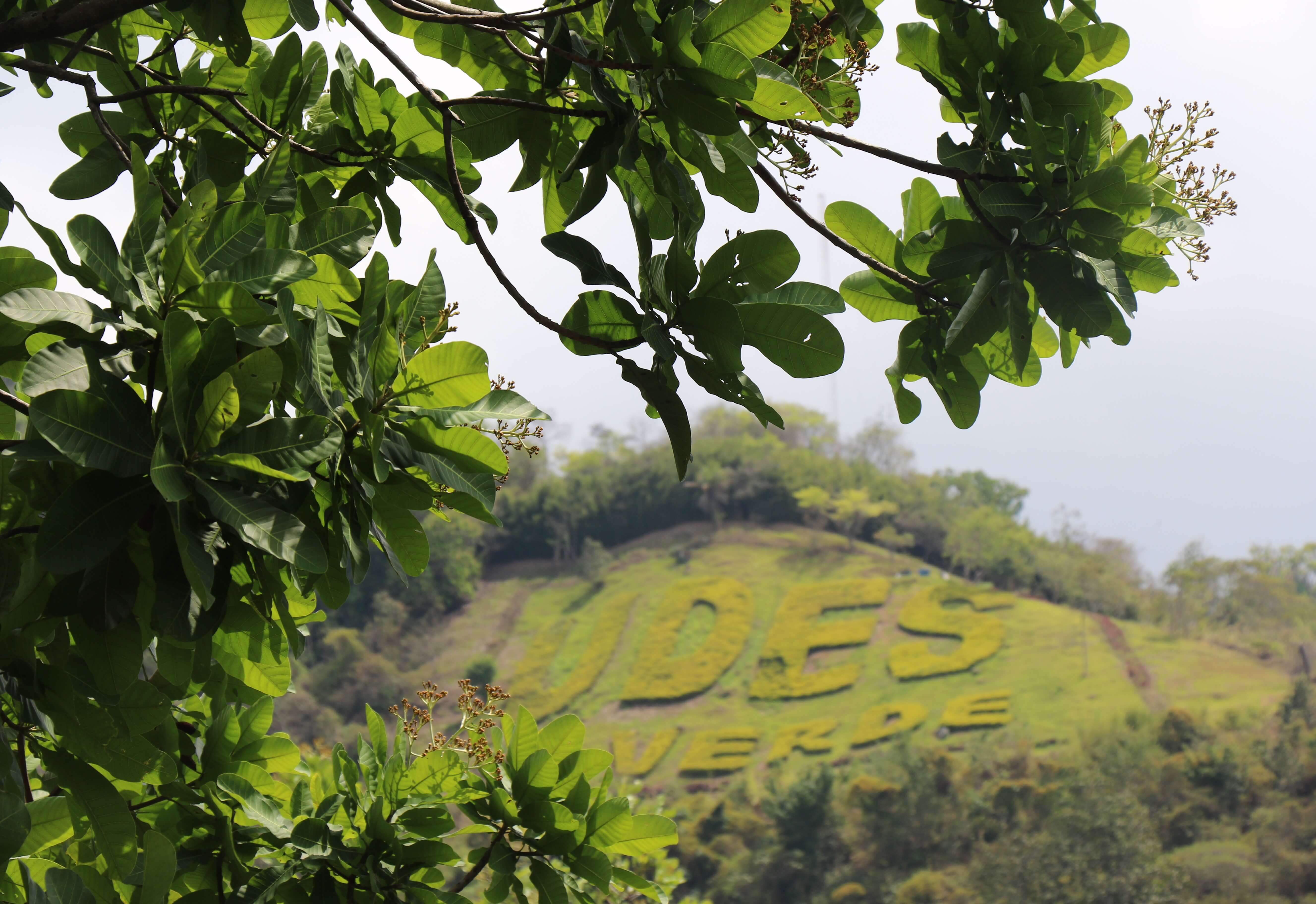 udes verde bucaramanga caracoli arbol