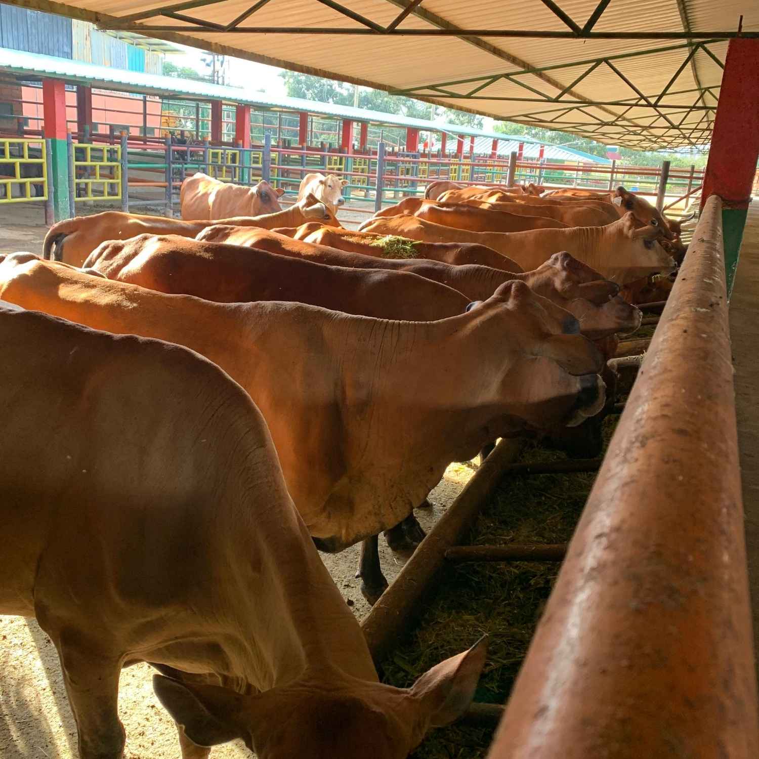 vacas
