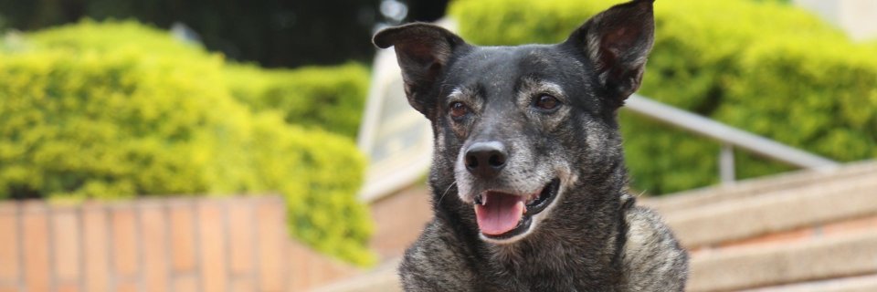 Cenizo, el perro que se convirtió en leyenda en la Universidad de Santander