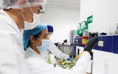 UDES trabaja en la recuperación de la piña perolera en Santander