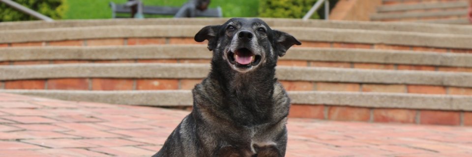 Lamentamos el fallecimiento de Cenizo, nuestra mascota institucional
