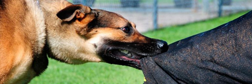Cifras por mordedura de caninos en Bucaramanga alertan a la ciudadanía