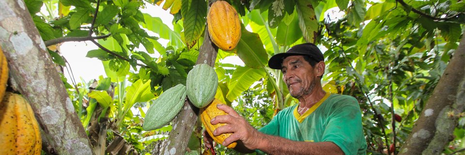 Proyecto UDES establecerá modelo productivo para los cacaoteros