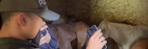 Incautan 380 kilos de carne de burro y caballo en Bucaramanga: experto UDES explica las consecuencias de su consumo