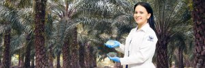 Microorganismos de moringa controlan enfermedades en palmas aceiteras