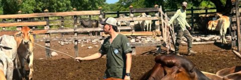 De las aulas al campo: estudiante de Medicina Veterinaria y Zootecnia apoya a productores ganaderos desde FEDEGÁN