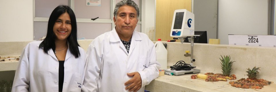 UDES, pionera en investigación de obtención de bioplástico a partir de cáscaras de piña de los cultivos de Santander