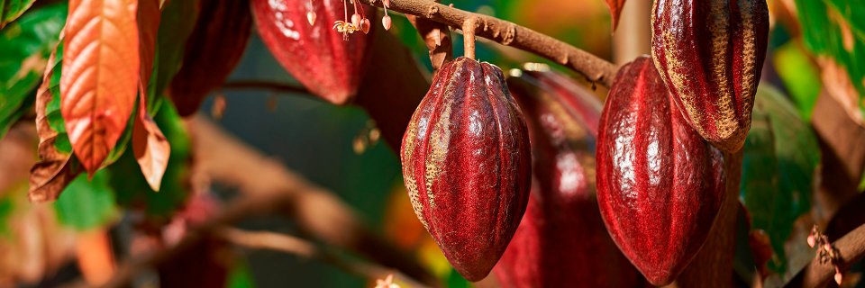 Cartillas en alianza con la UDES para la producción de Cacao