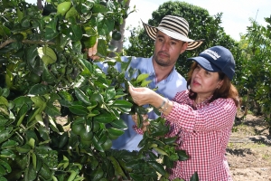 Se adelanta proyecto para erradicar ácaros en cultivos cítricos