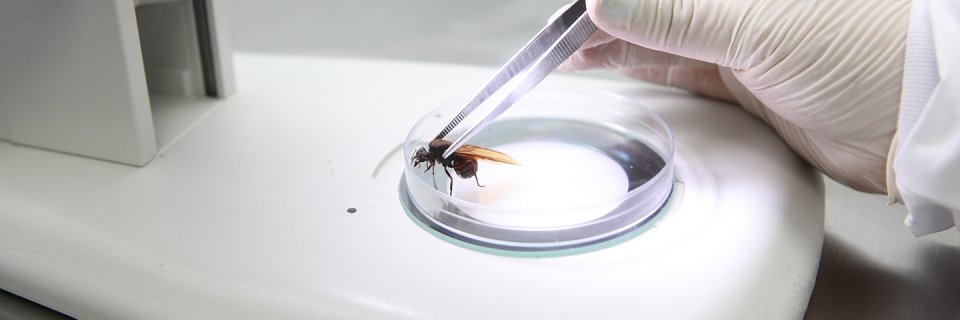 La Hormiga Culona, símbolo de santandereanidad podría ser útil para tratar enfermedades infecciosas