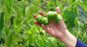 Universidad de Santander y Sacha Colombia promueven una alternativa agroindustrial incluyente