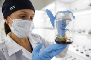 Propagación in vitro del fríjol arbustivo con capacidad de tolerancia a condiciones de estrés hídrico