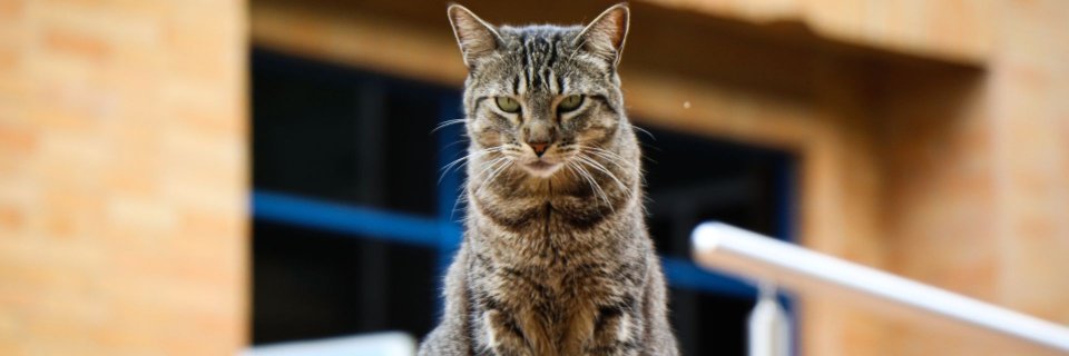 La Clínica Veterinaria UDES y CAJASAN se unen en beneficio de las mascotas