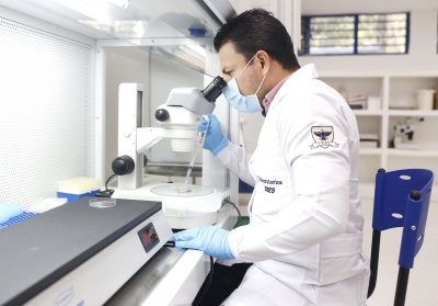 Investigadores UDES adelantan producción In vitro de embriones bovinos