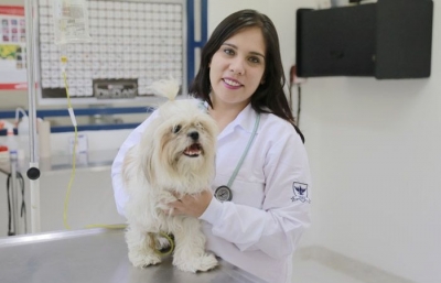 Paseador de perros, una alternativa viable en pro del bienestar y la salud de las mascotas