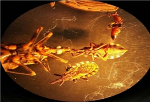 Bacteriólogos y laboratoristas clínicos conocieron cómo tratar las enfermedades tropicales