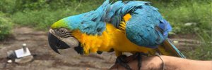 La historia de Cianita, la guacamaya rescatada por estudiantes de Geología UDES 