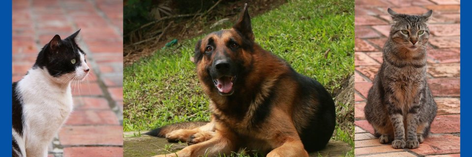 Estas son las enfermedades que puede prevenir al esterilizar a su mascota