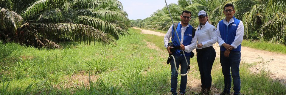 royecto de cocreación de nuevo dispositivo de polinización de palma de aceite