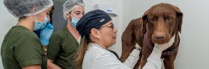 Médicos Veterinarios UDES, celebran su día
