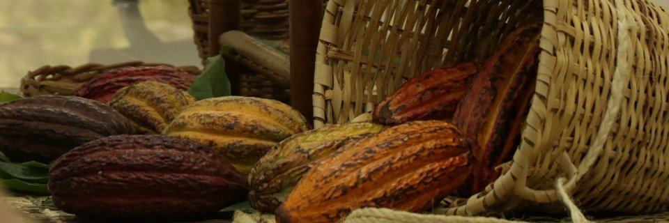Proyecto UDES busca mejorar la calidad del cacao en Santander mediante identificación de hongos productores de toxinas
