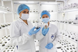 La UDES realiza la propagación in vitro de la caña de azúcar panelera – Saccharumofficinarum  con alto rendimiento de sacarosa