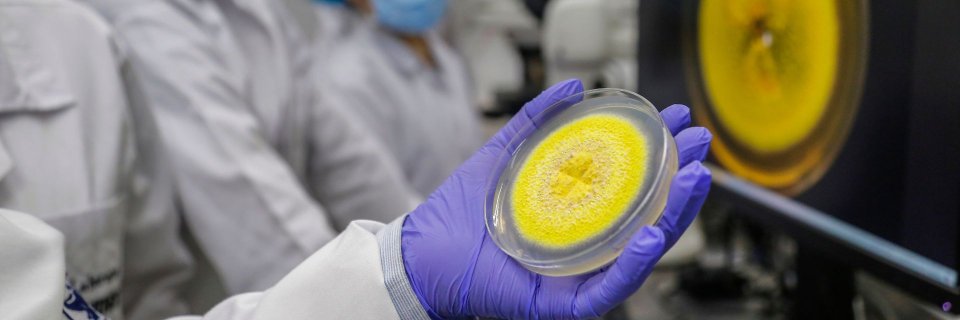 Descubren en Santander un nuevo hongo que absorbe el cadmio, metal tóxico presente en cultivos como el cacao