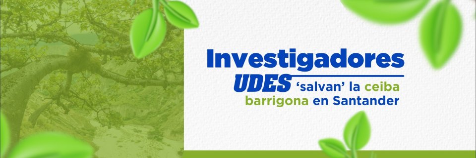 Investigadores de la UDES promueven la conservaci&oacute;n de la ceiba barrigona con apoyo de la microbiota nativa del suelo