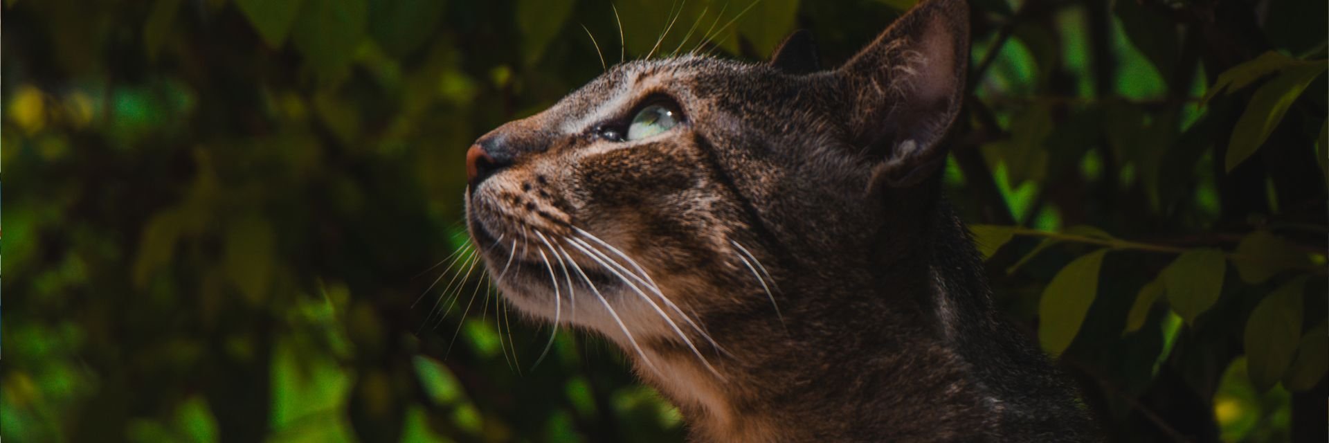 Día Internacional del Gato: pequeñas almas peludas que cambian nuestras vidas