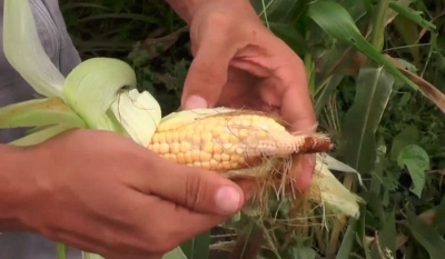 La UDES capacita alrededor de 4.000 pequeños productores y campesinos del país