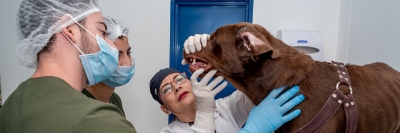 Autoridad sanitaria orienta a futuros médicos veterinarios