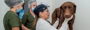 La automedicación: ¿Un problema de perros y gatos?