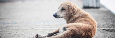 Alarma por dermatitis en caninos y felinos en Bucaramanga